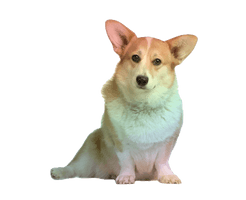 Corgi Free Clipart HQ - Free PNG