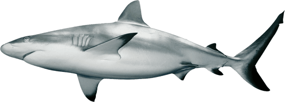 Megalodon Shark Aquatic Free Clipart HQ - Free PNG