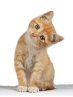 Little Kitten Download HD - Free PNG