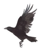 Picture Raven PNG Free Photo