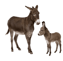 Donkey Free Transparent Image HD - Free PNG