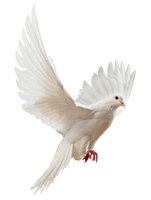 Photos Flying Pigeon Peace Download HD - Free PNG