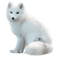 White Fox Arctic Free HD Image - Free PNG