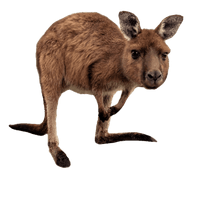 Wallaby Kangaroo Download HD - Free PNG