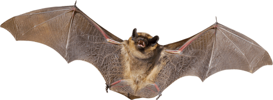 Bat Wings Download HQ - Free PNG