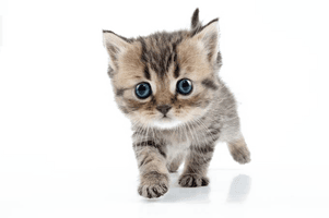 Little Kitten Free Download Image - Free PNG