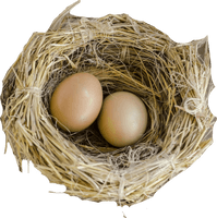 Nest Natural Bird Free Download PNG HQ