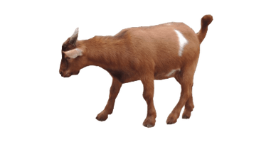 Goat Download HD - Free PNG