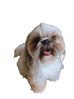 Dog Companion Free Photo - Free PNG