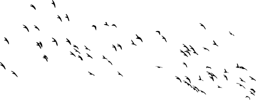 Of Flock Group Birds PNG Download Free