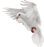 Dove White Pigeon Free Download PNG HQ