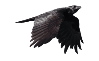 Raven Free Photo - Free PNG