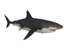 Megalodon Shark Aquatic Free PNG HQ