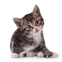 Photos Kitten PNG Image High Quality