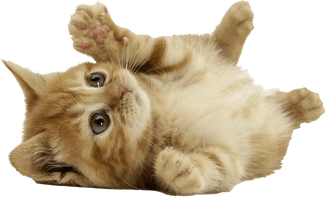 Kitten Free Download PNG HQ