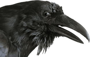 Images Raven PNG Image High Quality