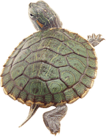 Turtle Sea Free Download PNG HQ