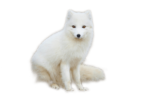 Arctic Fox Snow Free Download PNG HQ