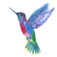 Watercolor Hummingbird Free Clipart HQ - Free PNG