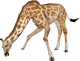 Giraffe PNG File HD