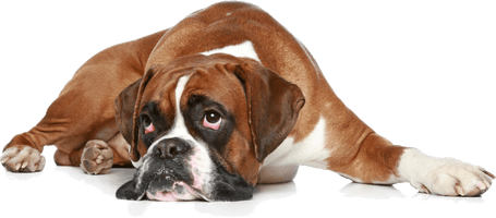 Boxer Dog Sad Free Download PNG HQ