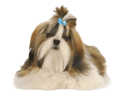 Shih Tzu Free Download PNG HD