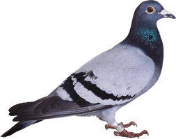 Pic Columbidae Pigeon Domestic Free Download Image - Free PNG