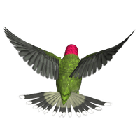 Photos Flying Hummingbird Free Download PNG HD