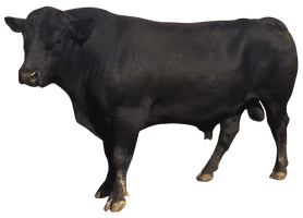 Vector Bull HD Image Free - Free PNG