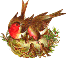 Nest Bird Drawing PNG Download Free