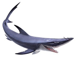 Blue Shark Nemo Pic HQ Image Free - Free PNG