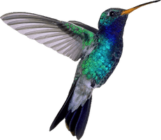 Turquoise Flying Hummingbird Download HQ - Free PNG