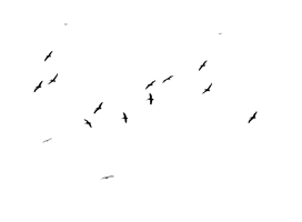 Of Flock Flying Birds Download Free Image - Free PNG