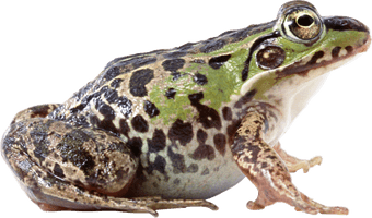 Amphibian Frog Free HD Image - Free PNG