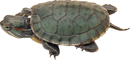 Turtle Sea Download HD - Free PNG