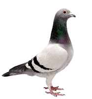 Columbidae Pigeon Domestic PNG Image High Quality