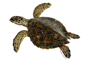 Turtle Sea Download Free Image - Free PNG
