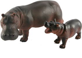 Wild Hippo Photos HQ Image Free - Free PNG