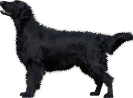 Black Young Dog PNG Download Free