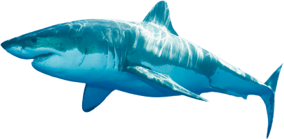 Blue Real Shark Free Download PNG HQ