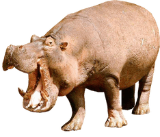 Wild Hippo Download HD - Free PNG