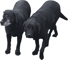 Couple Black Dog Free Photo - Free PNG