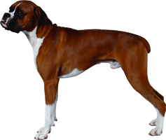 Standing Boxer Dog Free Download PNG HQ