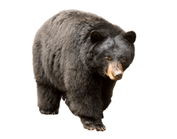 Real Wild Bear PNG Image High Quality