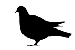 Columbidae Pigeon Free HD Image - Free PNG