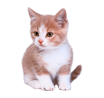 Domestic Kitten Download HQ - Free PNG