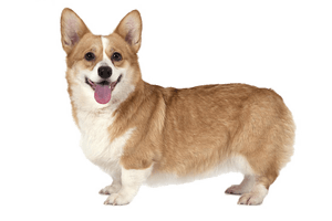 Cute Dog Corgi PNG Free Photo