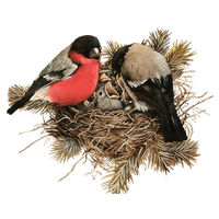 Nest Hatchlings Bird Free Photo - Free PNG