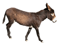 Donkey HQ Image Free - Free PNG