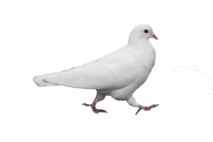 White Pigeon HD Image Free - Free PNG